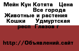 Мейн Кун Котята › Цена ­ 15 000 - Все города Животные и растения » Кошки   . Удмуртская респ.,Глазов г.